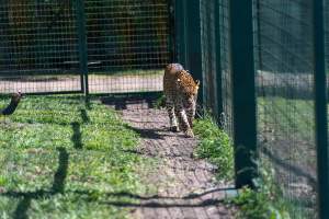 Leopard paces along fence - Captured at Darling Downs Zoo, Pilton QLD Australia.
