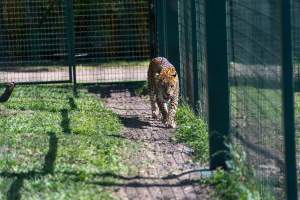 Leopard paces along fence - Captured at Darling Downs Zoo, Pilton QLD Australia.