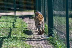 Leopard paces along fence - Captured at Darling Downs Zoo, Pilton QLD Australia.