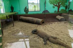 Komodo dragon behind glass - Captured at Darling Downs Zoo, Pilton QLD Australia.