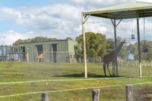 Giraffes in a paddock with shed - Captured at Darling Downs Zoo, Pilton QLD Australia.