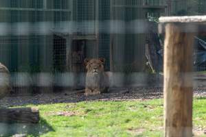 Young lion in fenced enclosure - Captured at Darling Downs Zoo, Pilton QLD Australia.