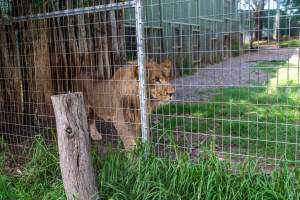 Young lion stalks passerby behind fence - Captured at Darling Downs Zoo, Pilton QLD Australia.