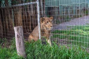 Young lion stalks passerby behind fence - Captured at Darling Downs Zoo, Pilton QLD Australia.
