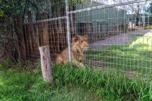 Young lion stalks passerby behind fence - Captured at Darling Downs Zoo, Pilton QLD Australia.