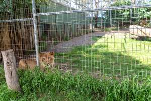 Young lion behind fence - Captured at Darling Downs Zoo, Pilton QLD Australia.