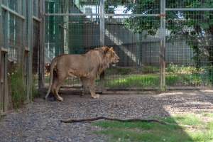Young lion paces fence - Captured at Darling Downs Zoo, Pilton QLD Australia.