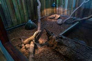 Komodo dragon behind glass - Captured at Darling Downs Zoo, Pilton QLD Australia.