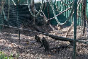 Monkey enclosure - Captured at Darling Downs Zoo, Pilton QLD Australia.