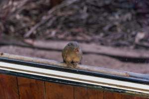Pygmy marmoset behind glass - Captured at Darling Downs Zoo, Pilton QLD Australia.