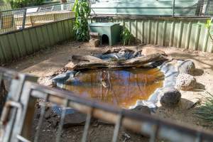Alligator in pond - Captured at Darling Downs Zoo, Pilton QLD Australia.