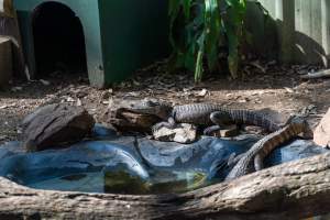 Alligators in shallow pond - Captured at Darling Downs Zoo, Pilton QLD Australia.