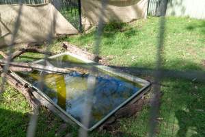 Alligator in shallow pond - Captured at Darling Downs Zoo, Pilton QLD Australia.