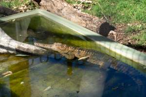 Alligator in shallow pond - Captured at Darling Downs Zoo, Pilton QLD Australia.