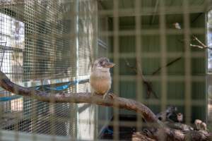 Kookaburra in cage - Captured at Darling Downs Zoo, Pilton QLD Australia.