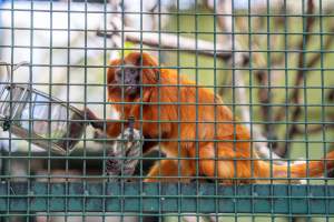 Golden Tamarin in cage - Captured at Darling Downs Zoo, Pilton QLD Australia.