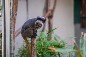 Emperor tamarin - Captured at Darling Downs Zoo, Pilton QLD Australia.