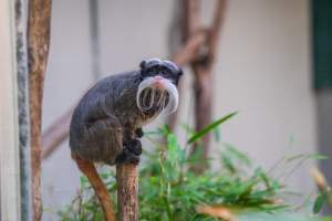 Emperor tamarin - Captured at Darling Downs Zoo, Pilton QLD Australia.