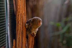 Pygmy marmoset behind glass - Captured at Darling Downs Zoo, Pilton QLD Australia.