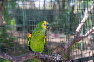 Parrot enclosure - Captured at Darling Downs Zoo, Pilton QLD Australia.
