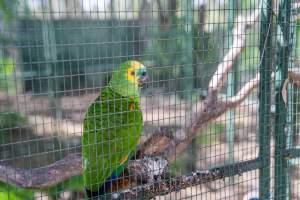 Parrot enclosure - Captured at Darling Downs Zoo, Pilton QLD Australia.
