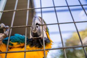 Blue and yellow macaw pecks at bars - Captured at Darling Downs Zoo, Pilton QLD Australia.