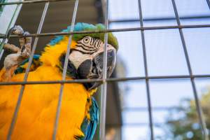Blue and yellow macaw in enclosure - Captured at Darling Downs Zoo, Pilton QLD Australia.