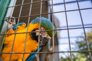 Blue and yellow macaw in enclosure - Captured at Darling Downs Zoo, Pilton QLD Australia.