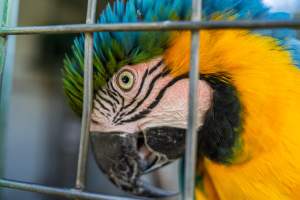 Blue and yellow macaw in enclosure - Captured at Darling Downs Zoo, Pilton QLD Australia.
