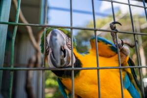 Blue and yellow macaw reaches beak through bars - Captured at Darling Downs Zoo, Pilton QLD Australia.