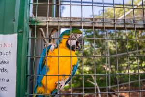 Blue and yellow macaw clings to bars - Captured at Darling Downs Zoo, Pilton QLD Australia.