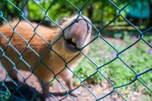 Capybara chews fence - Captured at Darling Downs Zoo, Pilton QLD Australia.