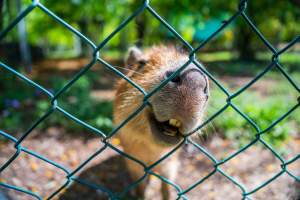 Capybara chews fence - Captured at Darling Downs Zoo, Pilton QLD Australia.