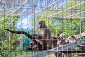 Baboon behind bars - Captured at Darling Downs Zoo, Pilton QLD Australia.