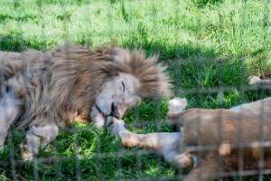 Lion and lioness sleeping in enclosure - Captured at Darling Downs Zoo, Pilton QLD Australia.