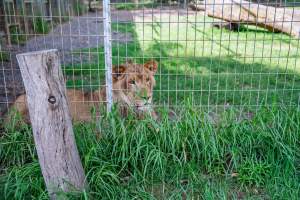 Young lion behind bars - Captured at Darling Downs Zoo, Pilton QLD Australia.