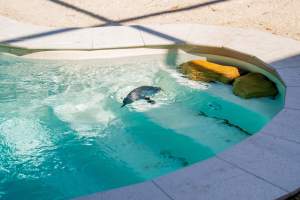 Penguin pool - Captured at Darling Downs Zoo, Pilton QLD Australia.