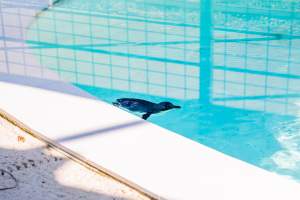 Penguin pool - Captured at Darling Downs Zoo, Pilton QLD Australia.