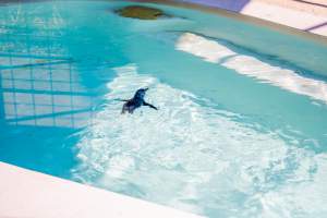 Penguin pool - Captured at Darling Downs Zoo, Pilton QLD Australia.