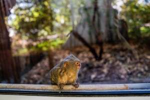 Pygmy marmoset behind glass - Captured at Darling Downs Zoo, Pilton QLD Australia.
