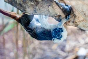 Tamarin hangs from tree behind glass - Captured at Darling Downs Zoo, Pilton QLD Australia.
