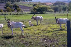 Mature and infant Addax's in paddock - Captured at Darling Downs Zoo, Pilton QLD Australia.