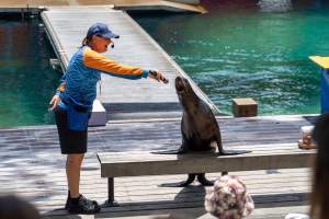 Seal show at Sea World - Captured at Sea World, Main Beach QLD Australia.