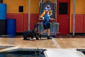 Seal show at Sea World - Captured at Sea World, Main Beach QLD Australia.