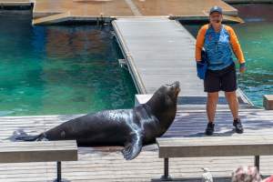Seal show at Sea World - Captured at Sea World, Main Beach QLD Australia.