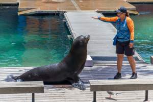 Seal show at Sea World - Captured at Sea World, Main Beach QLD Australia.