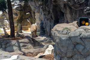 Captive polar bear at Sea World - Captured at Sea World, Main Beach QLD Australia.
