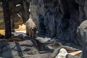 Captive polar bear at Sea World - Captured at Sea World, Main Beach QLD Australia.
