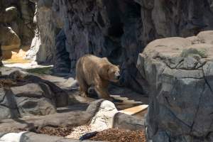 Captive polar bear at Sea World - Captured at Sea World, Main Beach QLD Australia.