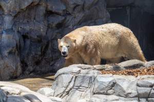 Captive polar bear at Sea World - Captured at Sea World, Main Beach QLD Australia.